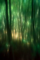 Woodscape 17 - B - 27