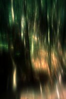 Woodscape 17 - B- 28