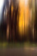 A walk in the woods