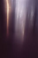 A walk in the woods