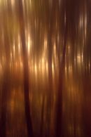 A walk in the woods