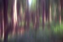 A walk in the woods