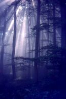 A walk in the woods