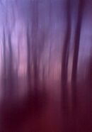A walk in the woods