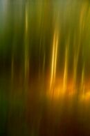 A walk in the woods