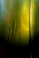 A walk in the woods