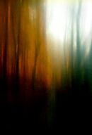 A walk in the woods