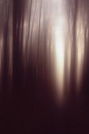 A walk in the woods