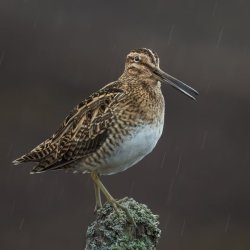 Advanced colour 1st Singing in the Rain - CB