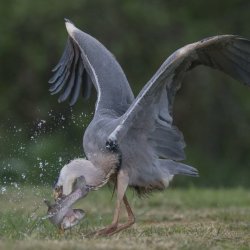 Advanced colour 3rd Heron with fish - BH