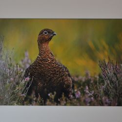 G1 COL 2 Red Grouse
