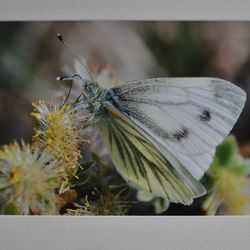 G1 COL 3 Green Viened White, Feeding