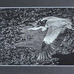 G1 MON 1 Grey Heron