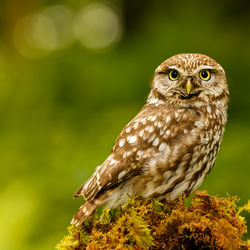 G1 PDI 1 Little Owl