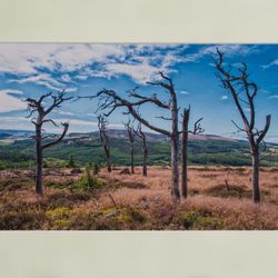 G2 COL 20 Dead Wood