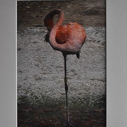 G2 COL 3 Flamingo