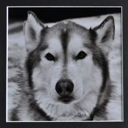 G2 MON 3 Husky