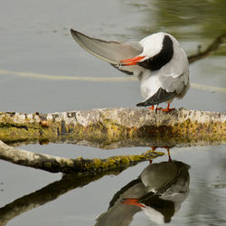 G2 PDI 19 Reflective Preening
