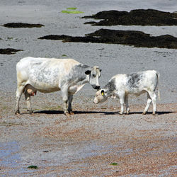 G2 PDI 1 Muck Coos