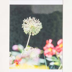 G3 COL 20 Allium Head