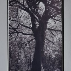 G3 MON 2 Old Man of the Woods