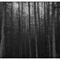 G3 PDI 1 Misty Woods.