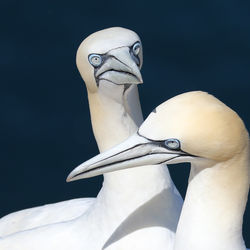 G3 PDI 1 Mr & Mrs Gannet