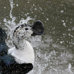 G3 PDI 1st African Comb Duck