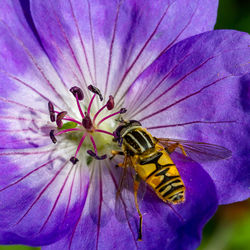 G3 PDI 2 hoverfly