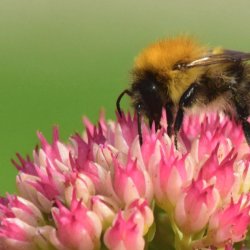 Novice colour 1st Hungry Bee - DC