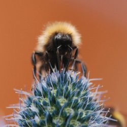 Novice colour 3rd Bee Feeding on Sea Holly - AD