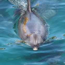 Novice colour 3rd Dolphin - BH