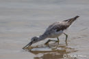 Greenshank