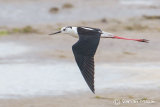 Black-winged Stilt