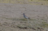 Record shots of theTerek Sandpiper