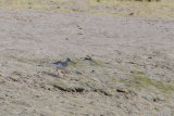 Record shots of theTerek Sandpiper