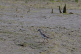 Record shots of theTerek Sandpiper