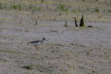 Record shots of theTerek Sandpiper