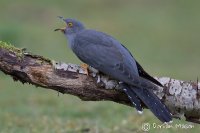 Cuckoo