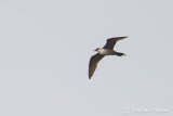 Long-tailed Skua