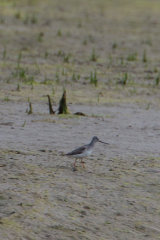 Record shots of theTerek Sandpiper