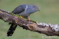 Cuckoo