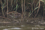 Jack Snipe