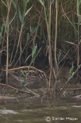 Jack Snipe