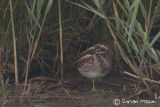 Jack Snipe
