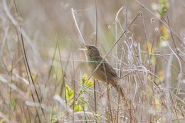 Grasshopper Warbler