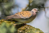 Turtle Dove