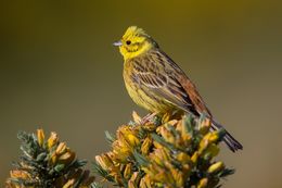 Yellowhammer