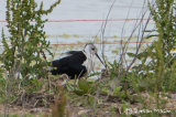 Black-winged Stilt with chicks