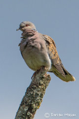 Turtle Dove